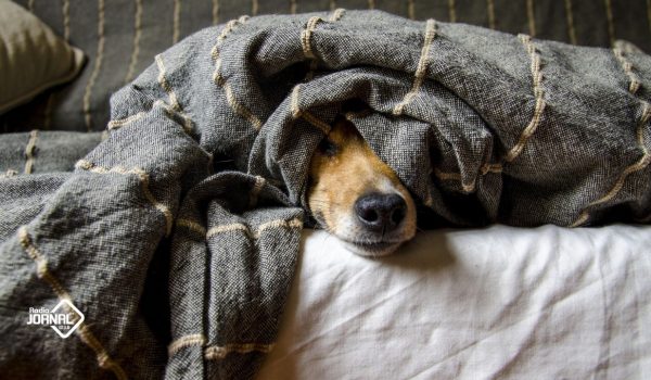 VETERINÁRIOS PEDEM FAMÍLIAS DE ACOLHIMENTO TEMPORÁRIO PARA CÃES