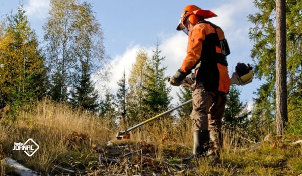 Governo quer reclusos a limpar matas e florestas