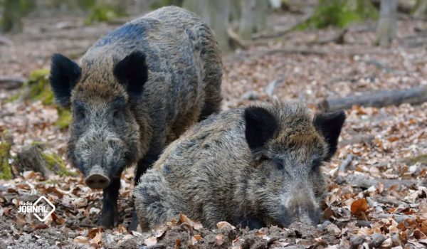 NÚMERO DE JAVALIS CRESCE E AMEAÇA AGRICULTURA E ECOSSISTEMAS