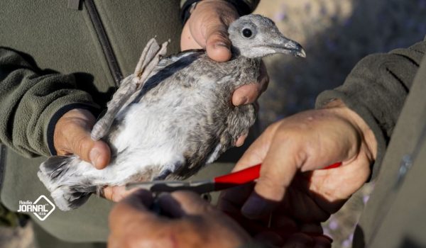 Primeira sessão de anilhagem científica de aves tem lugar no Parque Oriental