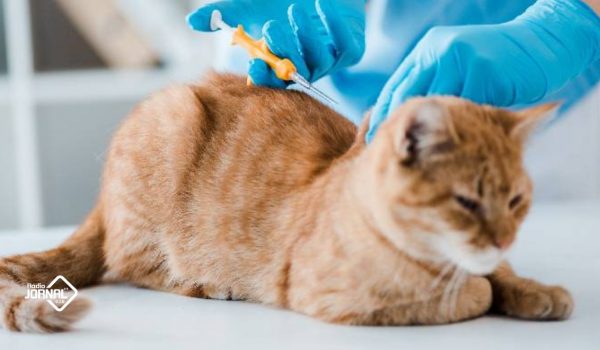 CAMPANHA GRATUITA DE MICROCHIPAGEM ANIMAL ARRANCA EM ABRIL