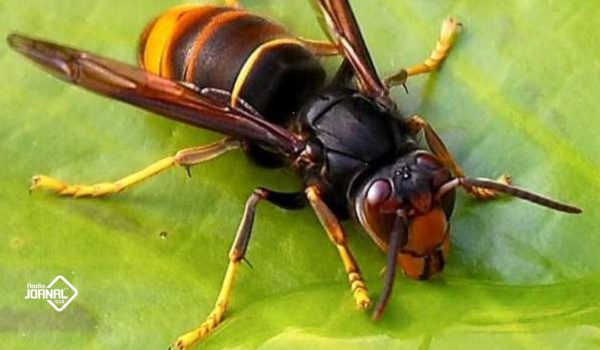 VESPA VELUTINA VOLTA A PREOCUPAR