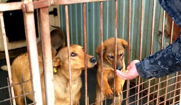 Lousada destaca-se nas adoções de animais e coloca Vale do Sousa em evidência nacional