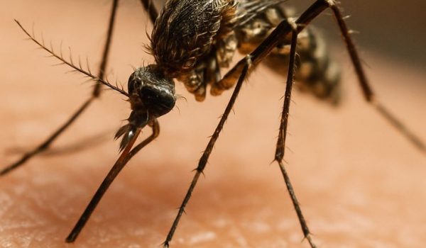 MOSQUITO QUE TRANSMITE DENGUE EXPANDE PRESENÇA EM PORTUGAL E ACENDE ALERTA DE SAÚDE