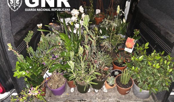 MULHER DETIDA EM PENAFIEL POR FURTO DE 70 PLANTAS EM HORTO