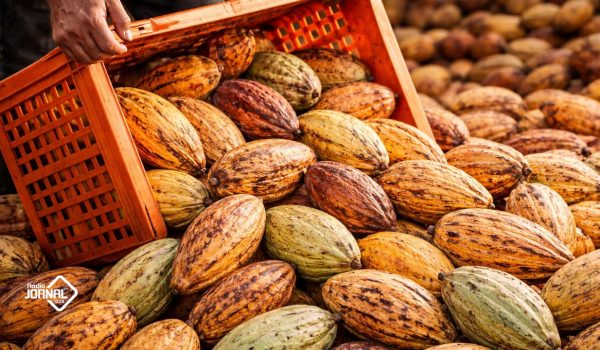 PREÇO DO CACAU DISPARA 150% E ULTRAPASSA BARREIRA DOS 10.000 DÓLARES POR TONELADA