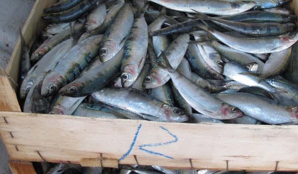 PREÇO DA SARDINHA DISPARA NO ARRANQUE DA SAFRA E MAIS DO QUE DUPLICA FACE A 2025