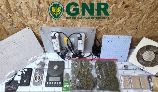 Homem detido com dezenas de doses de canábis e sementes após buscas a casa e carros