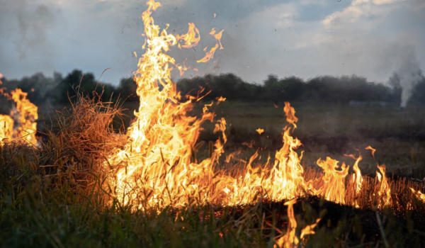 Fogos: Mais de 15 mil hectares arderam em Portugal em apenas cinco dias