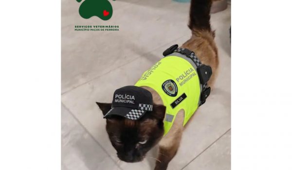 Paços de Ferreira: Polícia Municipal adota gata sobrevivente de atropelamento
