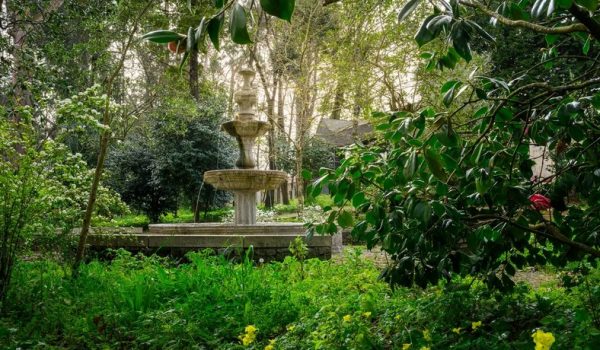 Tília bicentenária levou a alterar entrada no Parque das Águas
