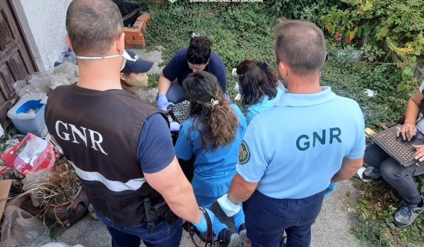 GNR retira 37 gatos de casa insalubre em Gaia e constitui homem arguido