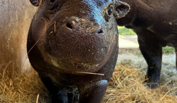 Nasceu Poipoi, um hipopótamo-pigmeu macho de espécie em perigo, no Zoo Santo Inácio