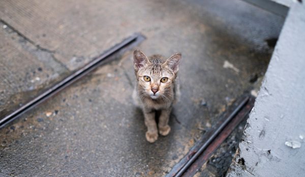 PSP e GNR identificaram pelo menos 124 pessoas por abandono de animais este ano