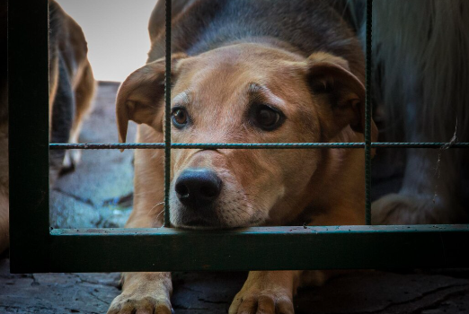 Mais de 40 mil animais recolhidos por ano e sobrelotação pressionam abrigos oficiais