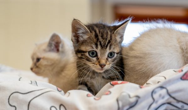 Centro de Recolha Oficial de Valongo abre portas este sábado para incentivar a adoção de animais