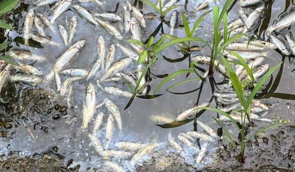 Descarga poluente matou dezenas de peixes no rio Eiriz em Paços de Ferreira