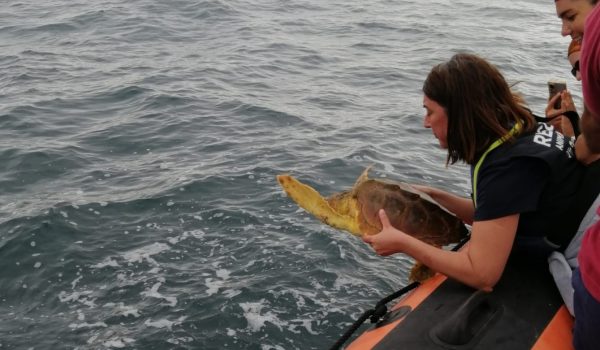 Duas tartarugas marinhas salvas de redes de pesca regressam ao mar