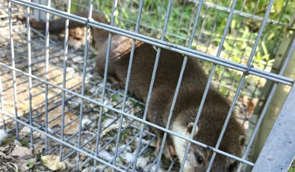 GNR resgata lontra presa em armadilha em Amarante