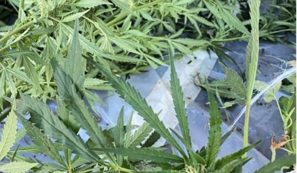 Polícia desmantela plantação com 20 quilos de canábis em Gondomar