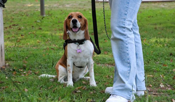 CROA Paredes marca presença no “Pawfulness Sunset” para promover adoções e recolher bens