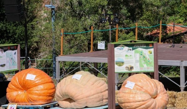 Abóbora com 905 kgs estabelece recorde no concurso “O Maior da Minha Aldeia” em Aguiar de Sousa