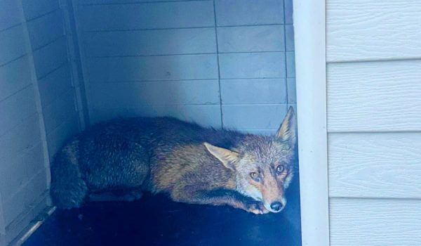 Raposa resgatada em Lousada já está de volta ao seu habitat
