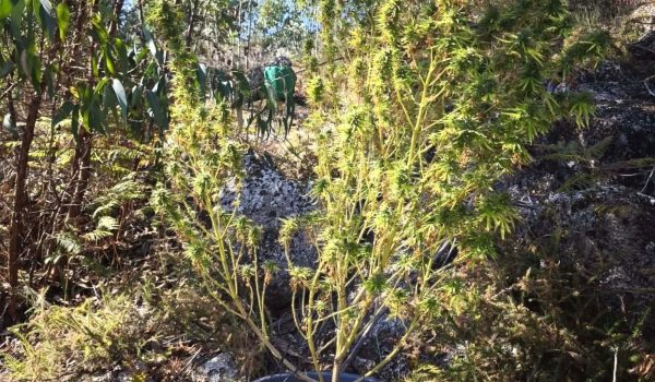 GNR apreende planta de canábis e material de cultivo em Penafiel