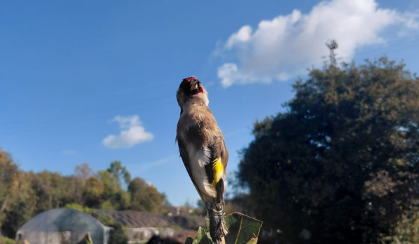 Homem de 73 anos detido em flagrante por captura ilegal de aves protegidas em Valongo
